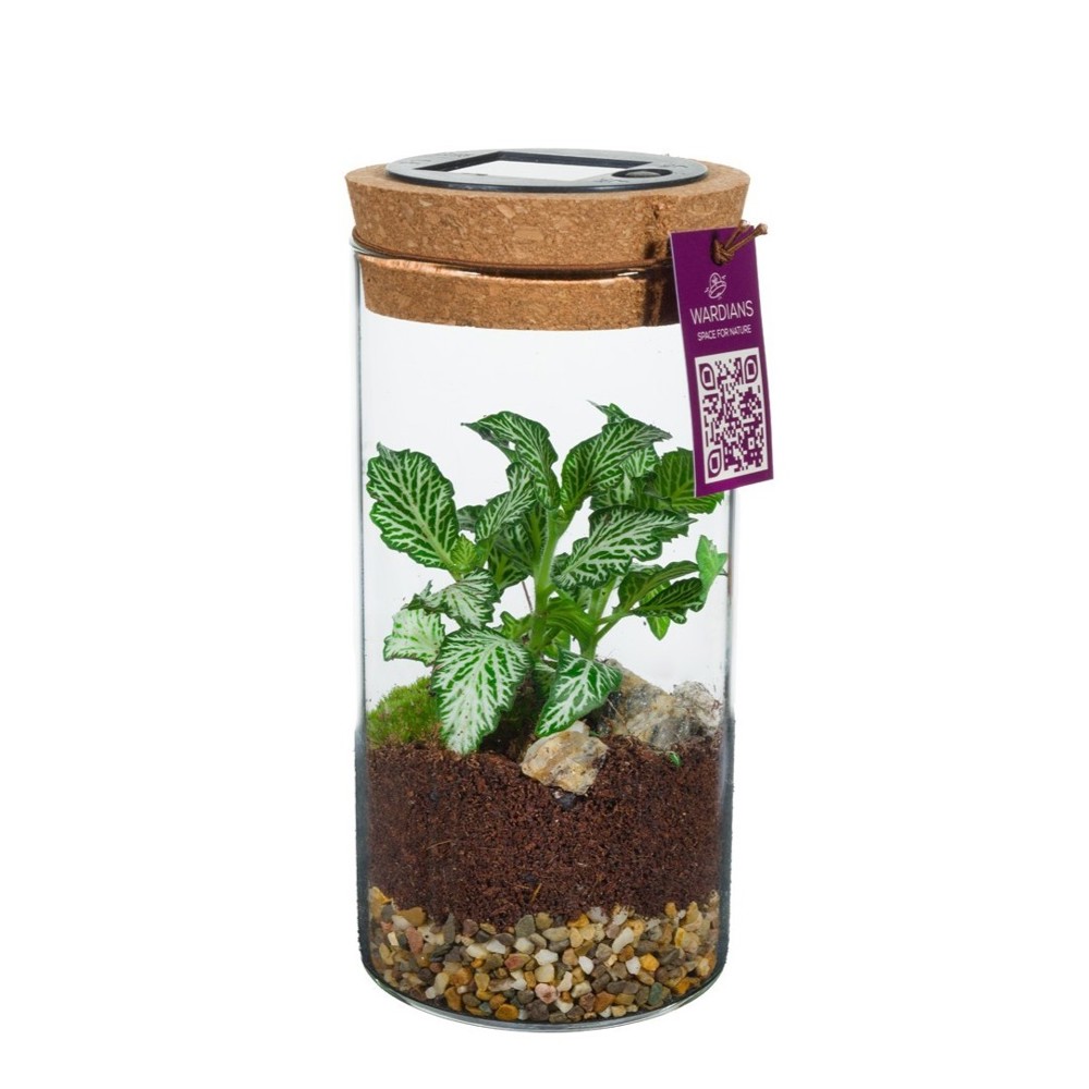 Wardians® Ecosystem - Cylinder small + Solar LED, Ohne Verpackung