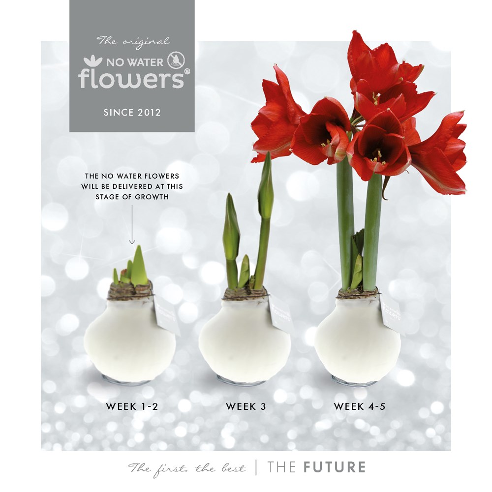 No Water Flowers® - Waxz® Colours, In Geschenkbox, Gelb
