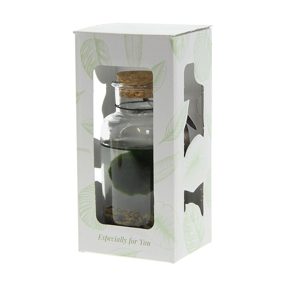 Marimo moss balls - Bottle medium, In Geschenkbox