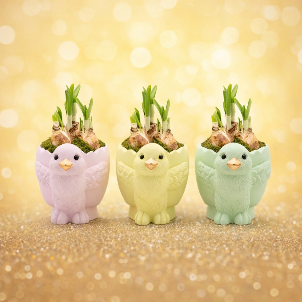 Easter colourful chicken medium - Narzisse, In Zellophan mit Schokoladeneiern