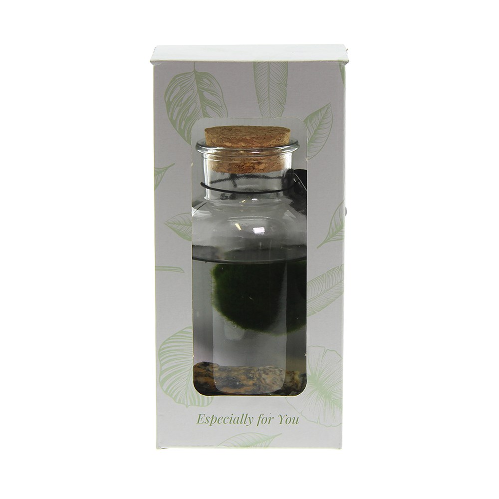 Marimo moss balls - Bottle medium, In Geschenkbox