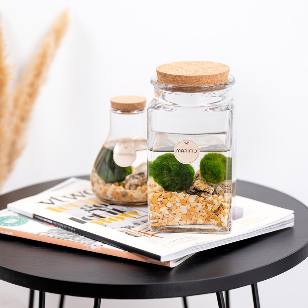 Marimo moss balls - Bottle medium, In Geschenkbox
