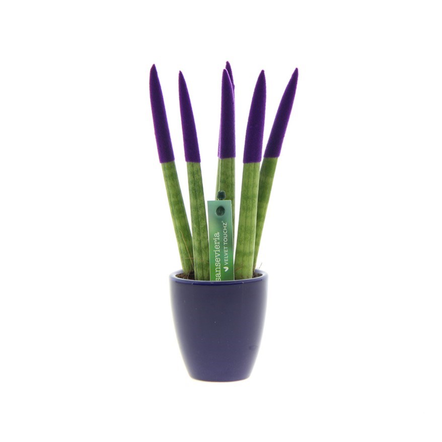 Sansevieria TOP-line - Velvet Touchz® small, Ohne Verpackung, Lila