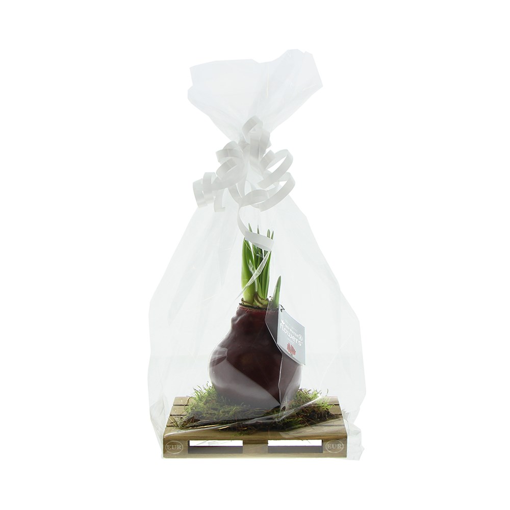 No Water Flowers® - Waxz® on pallet, In Geschenkbox, Gelb