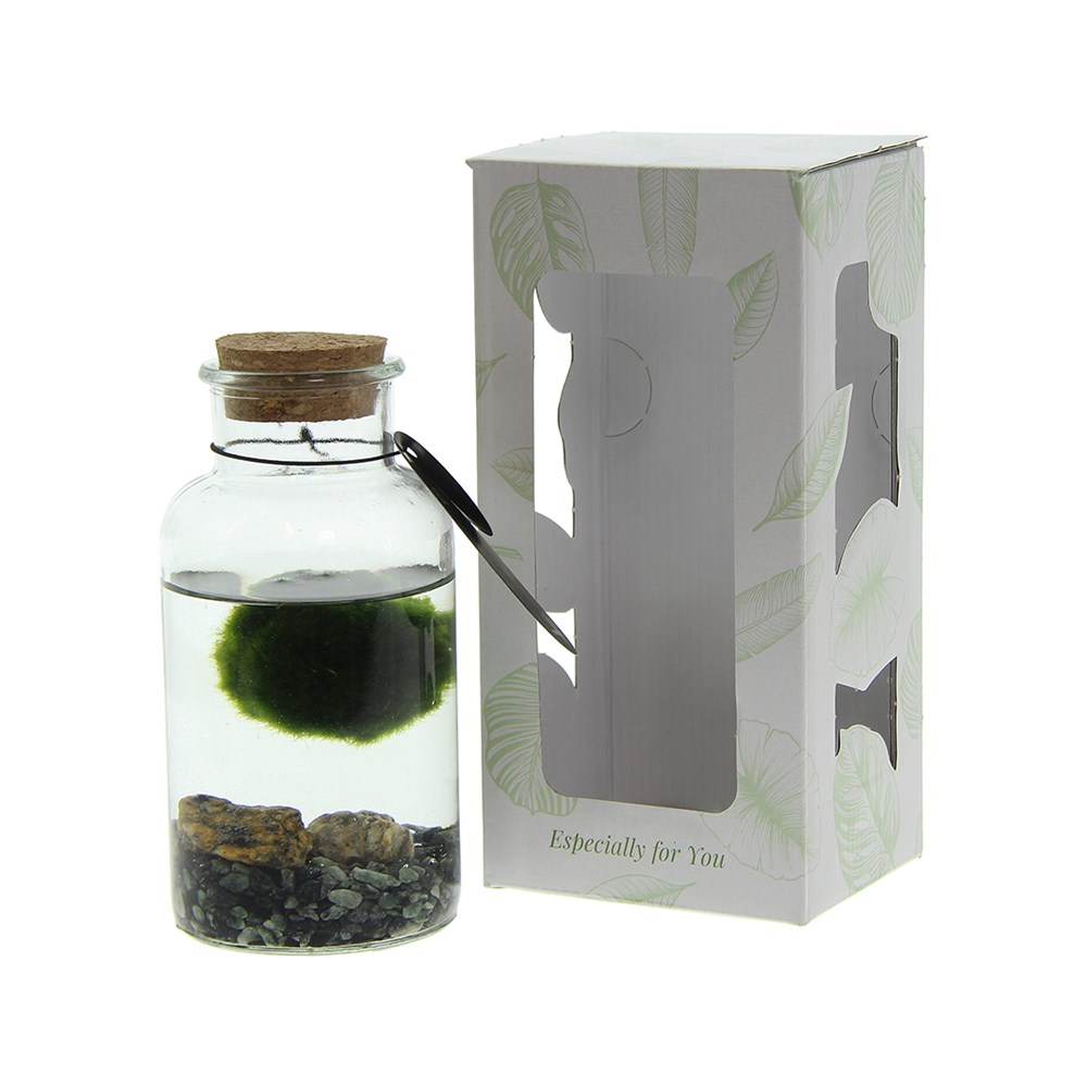 Marimo moss balls - Bottle medium, In Geschenkbox