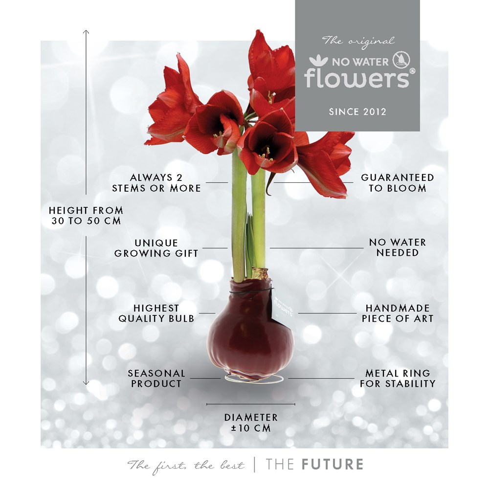 No Water Flowers® - Waxz® Colours, In Geschenkbox, Gelb